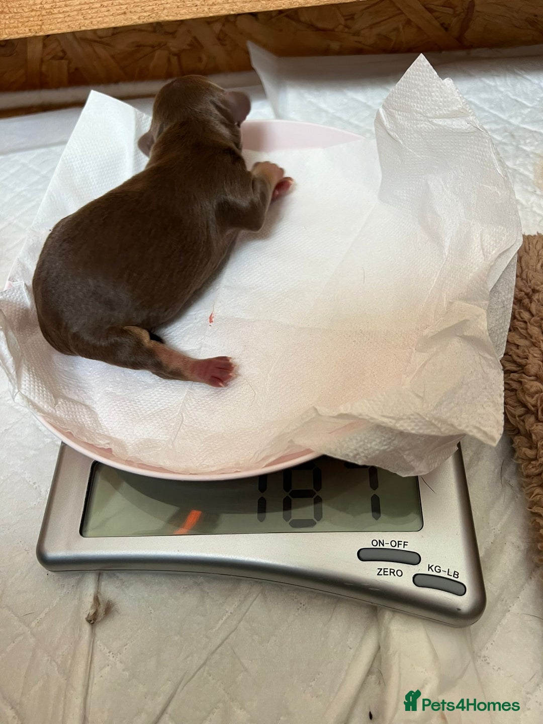 Mixed Breed dogs for sale: Sweet dachshund/ frenchie - Advert 4