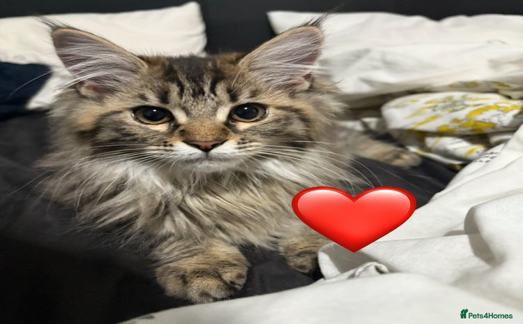Maine Coon cats - Advert 9