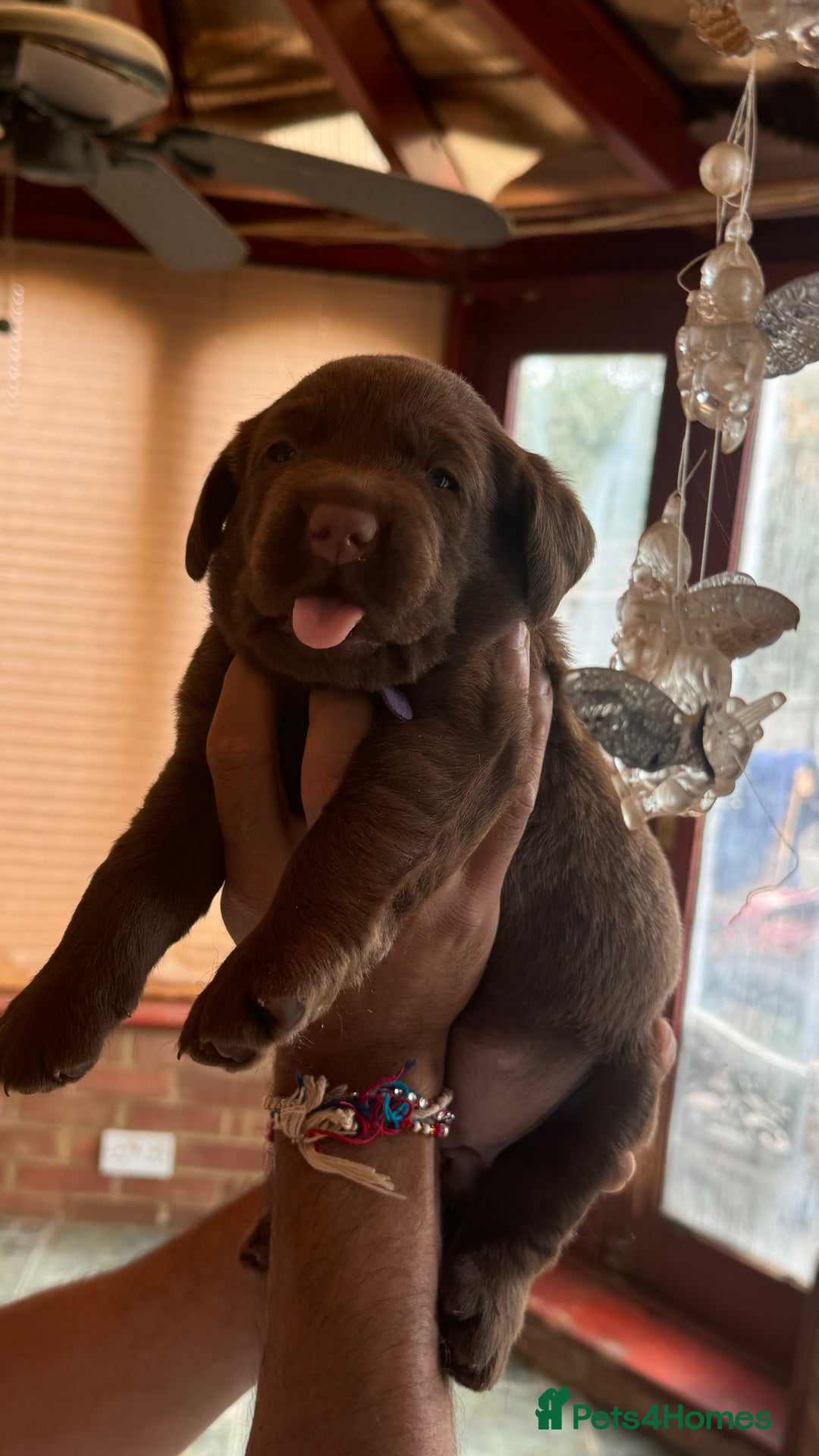 Labrador Retriever dogs for sale: beautyfull labrador pups - Image 14