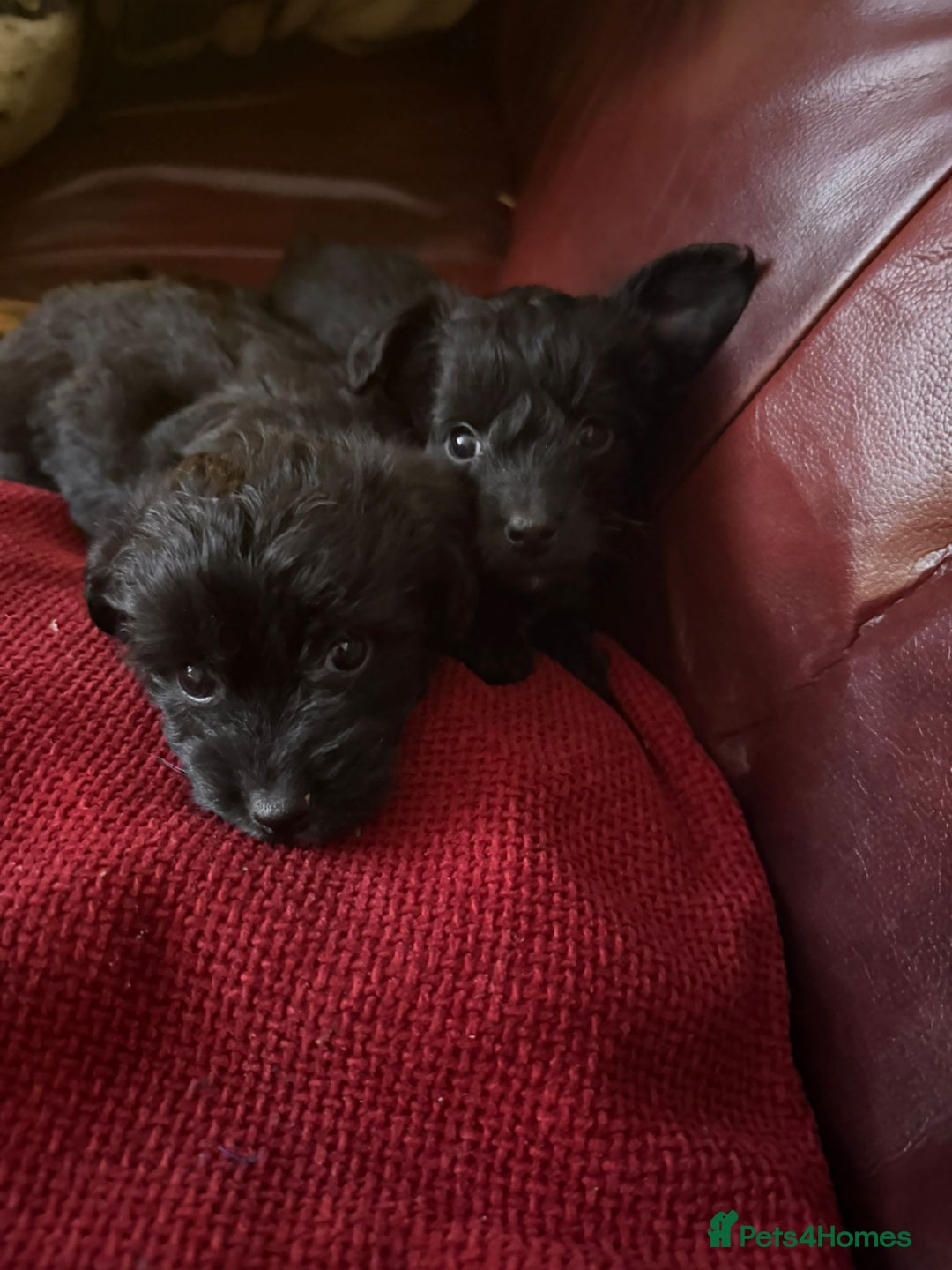 Jackapoo dogs for sale: Toy Jackapoo Puppies (Jack Russell x Toy Poodle) - Advert 4