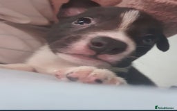 Mixed Breed dogs for sale: German sherperd-colliestaffie  - Image 1