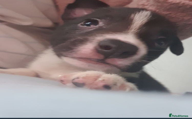 Mixed Breed dogs - Advert 13
