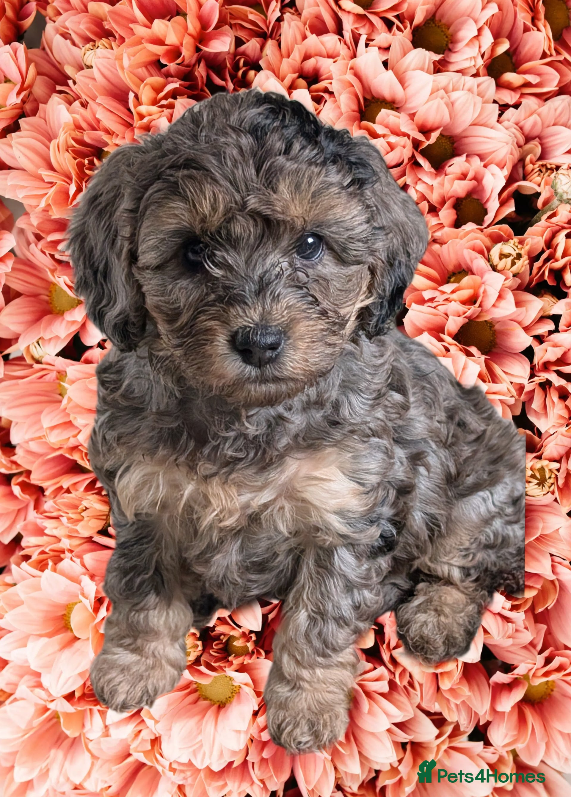 Cockapoo dogs F2b Cockapoo Pups stunning coats Parents DNA clear - Advert 10