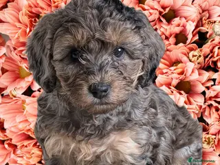 Cockapoo dogs F2b Cockapoo Pups stunning coats Parents DNA clear - Advert 10