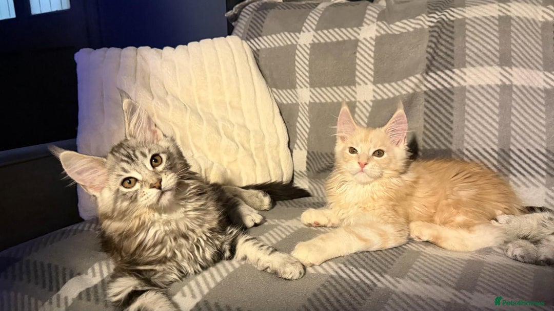 Maine Coon cats for sale: 5 Stunning GCCF Maine Coon Kittens  - Advert 3
