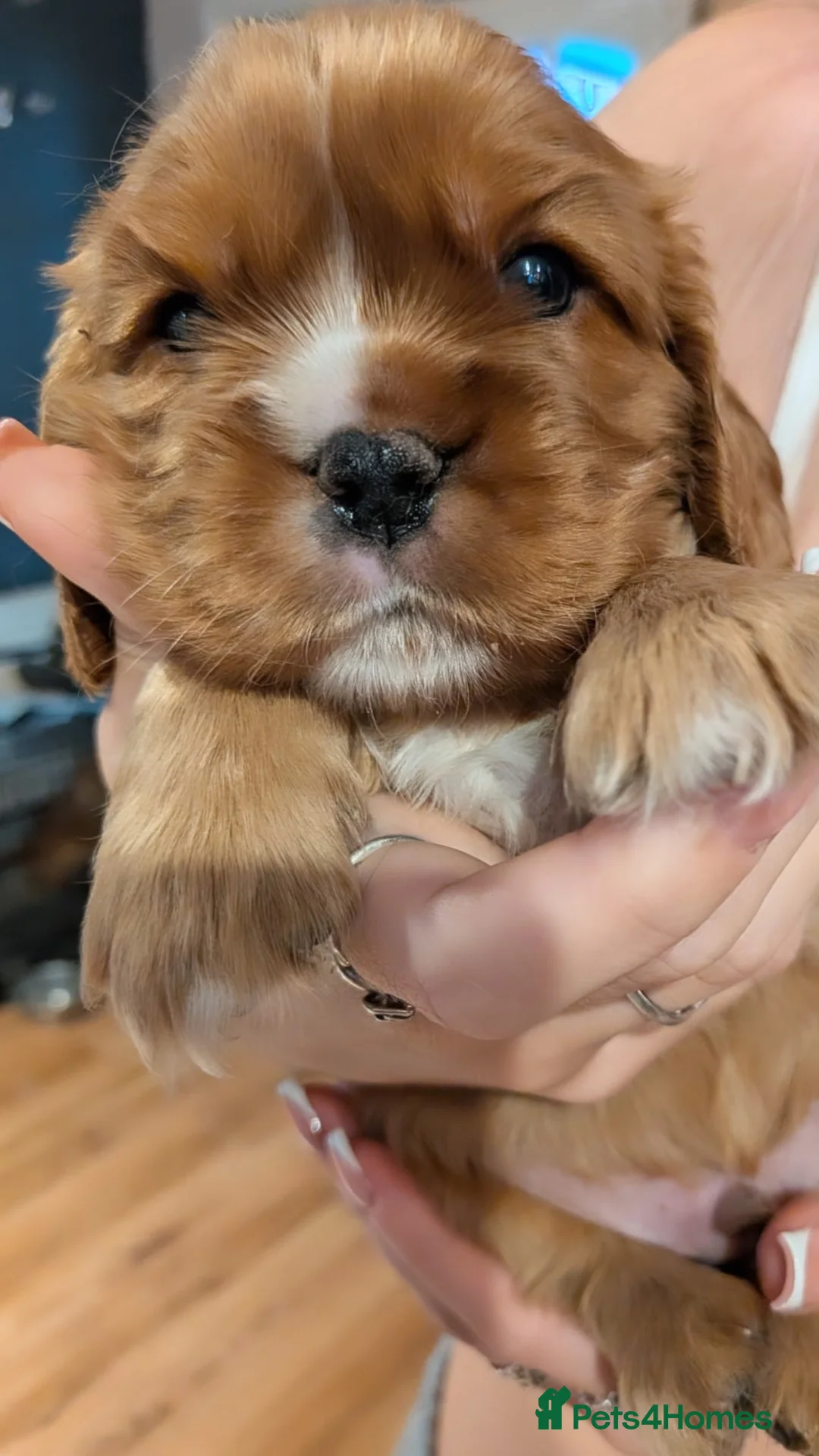 Cavalier King Charles Spaniel dogs for sale: Cavalier King Charles Spaniel Puppies - Pedigree in Walsall - Advert 8
