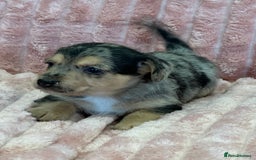 Jack Russell dogs for sale: Quality litter of beautiful Jack Russell puppies  - Image 16