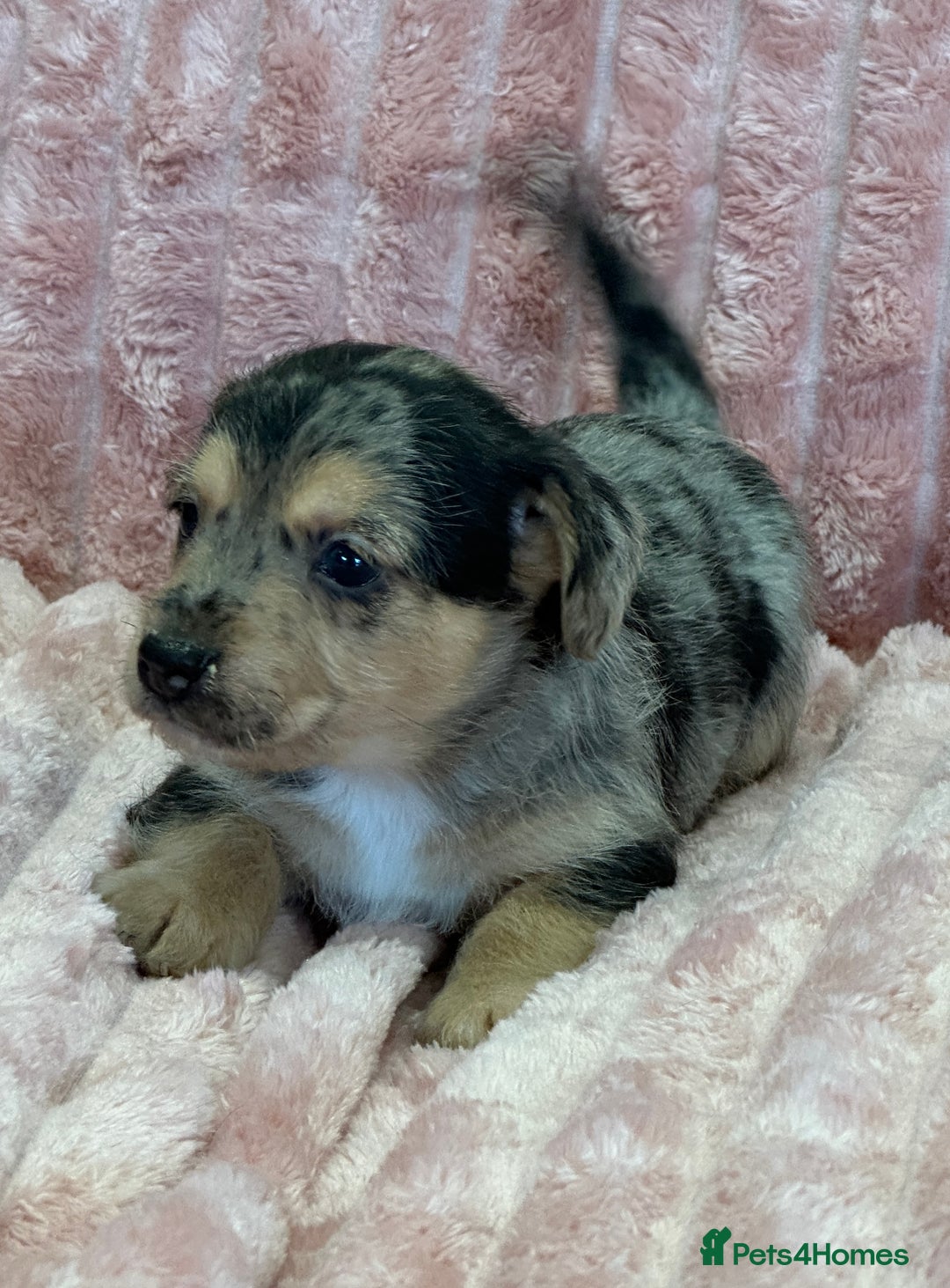 Jack Russell dogs for sale: Quality litter of beautiful Jack Russell puppies  - Image 16