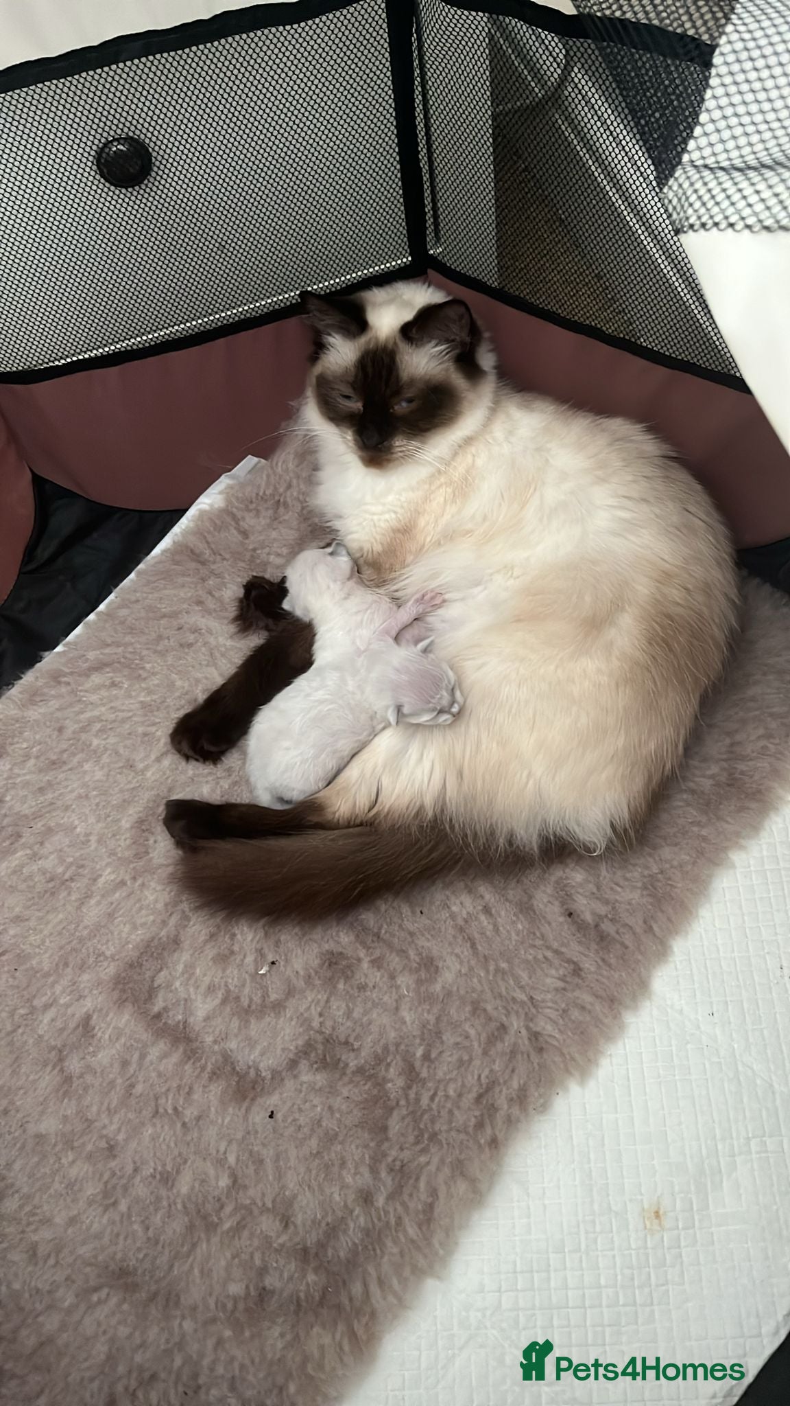 Ragdoll cats Beautiful seal point ragdoll - Advert 2