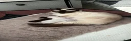 Ragdoll cats for sale: Beautiful seal point ragdoll - Advert 1