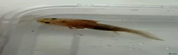 Axolotl reptiles for sale: Axolotl - Advert 37