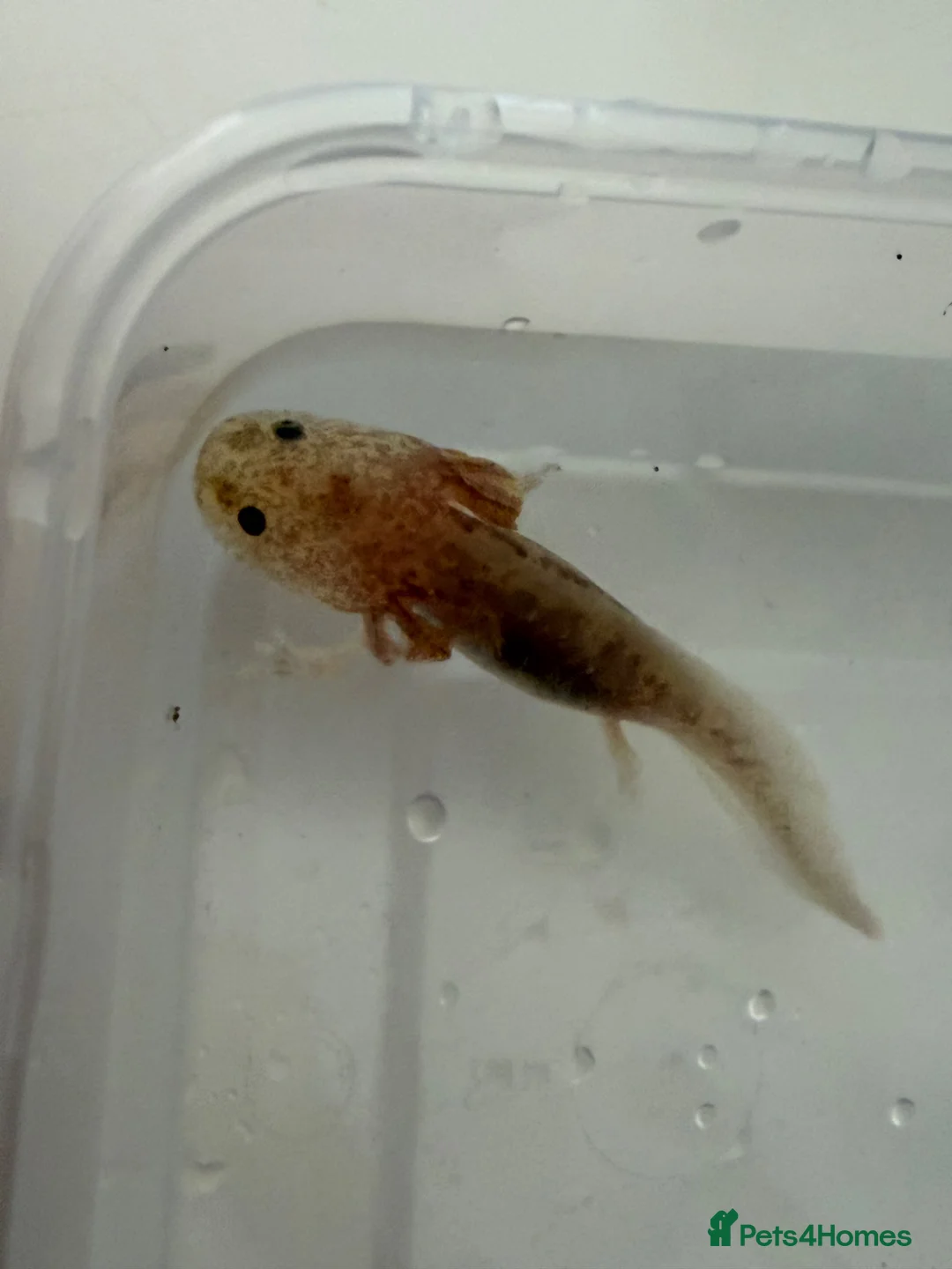 Axolotl reptiles for sale: Axolotl - Advert 37