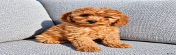 Cavapoo dogs for sale: Cava poo puppies for sale  - Advert 5