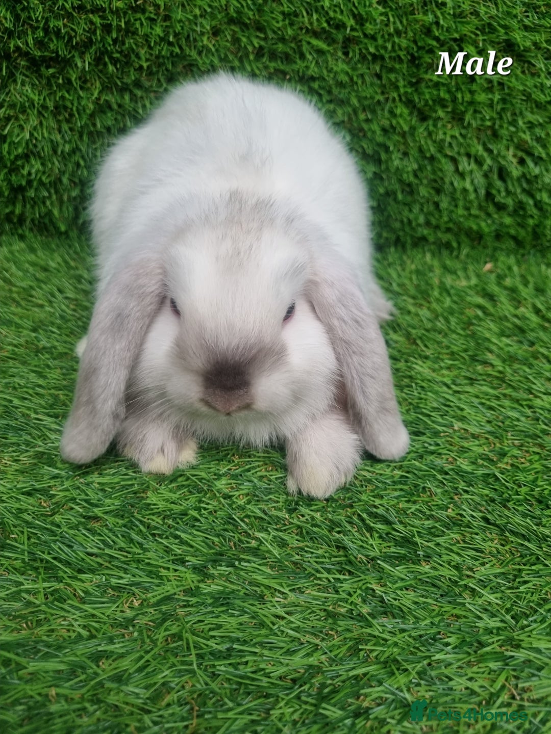 Mini Lop rabbits for sale: Purebred mini lops  - Image 7
