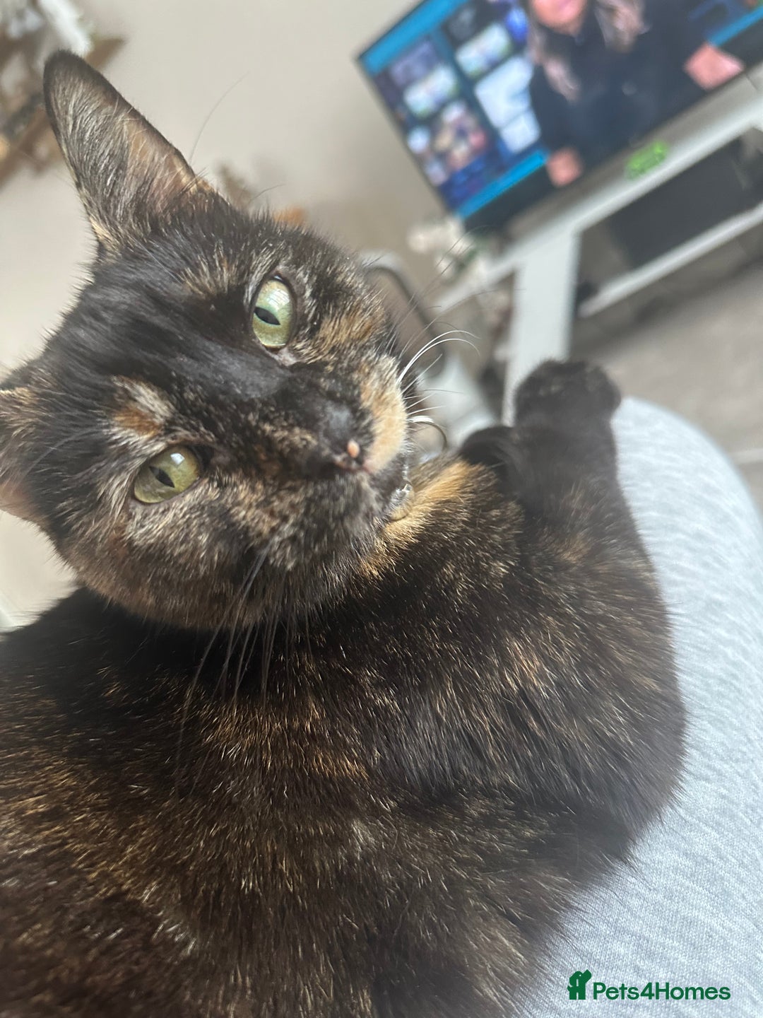 Domestic Shorthair cats for sale: 1yr old tortoiseshell looking for a loving home - Image 6