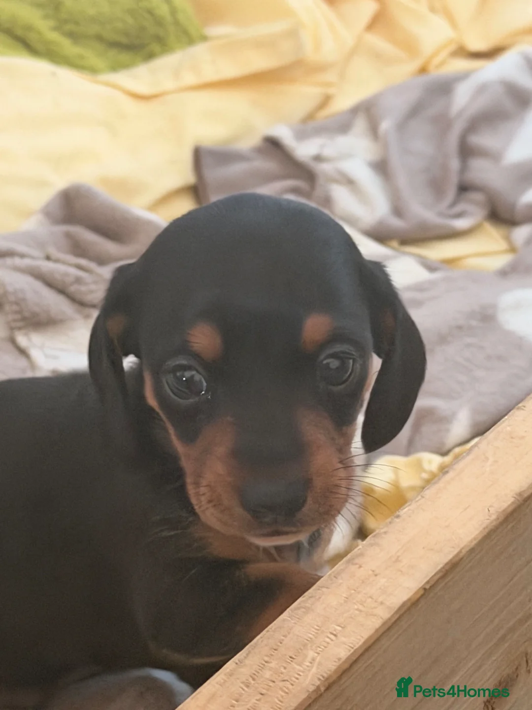 Miniature Dachshund dogs for sale: Dachaund  - Advert 5