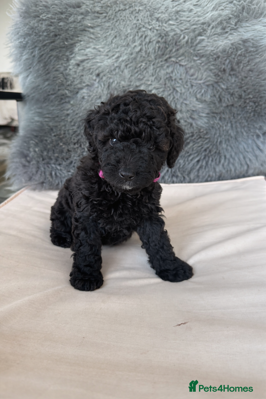 Aussiedoodle dogs 🩷 Aussiedoodle Puppies - READY !! - Advert 5