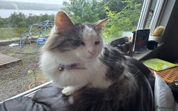 Turkish Van cats for sale: Turkish van needs rehoming - Image 4