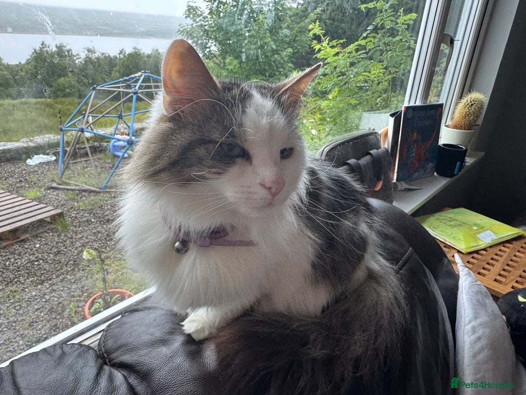 Turkish Van cats for sale: Turkish van needs rehoming - Image 4