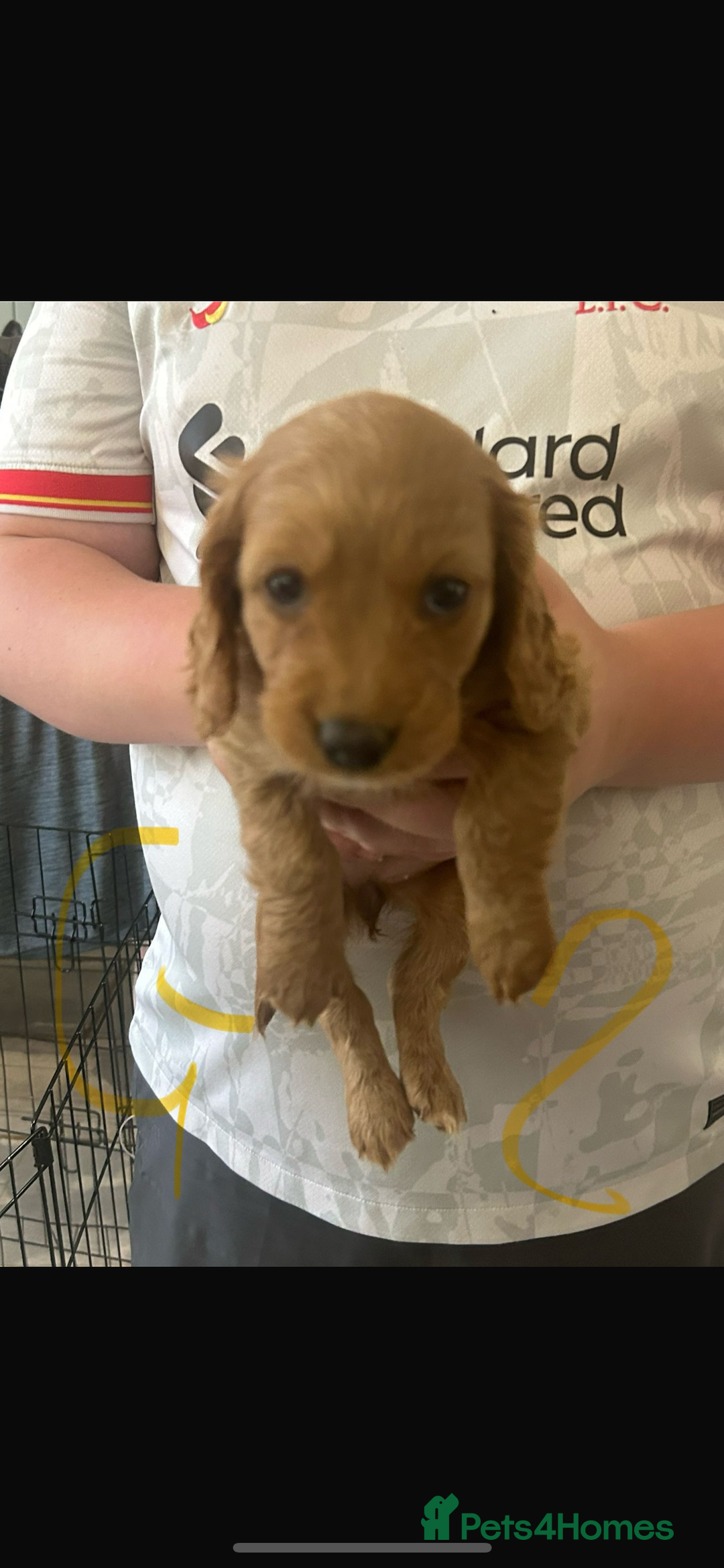Cockapoo dogs for sale: Cockapoo puppies for sale  - Image 6