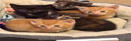 Mixed Breed cats for sale: Five beautiful kittys - Advert 8