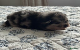 Pomeranian dogs for sale: Four adorable fluffy Pomeranian puppie - Image 11