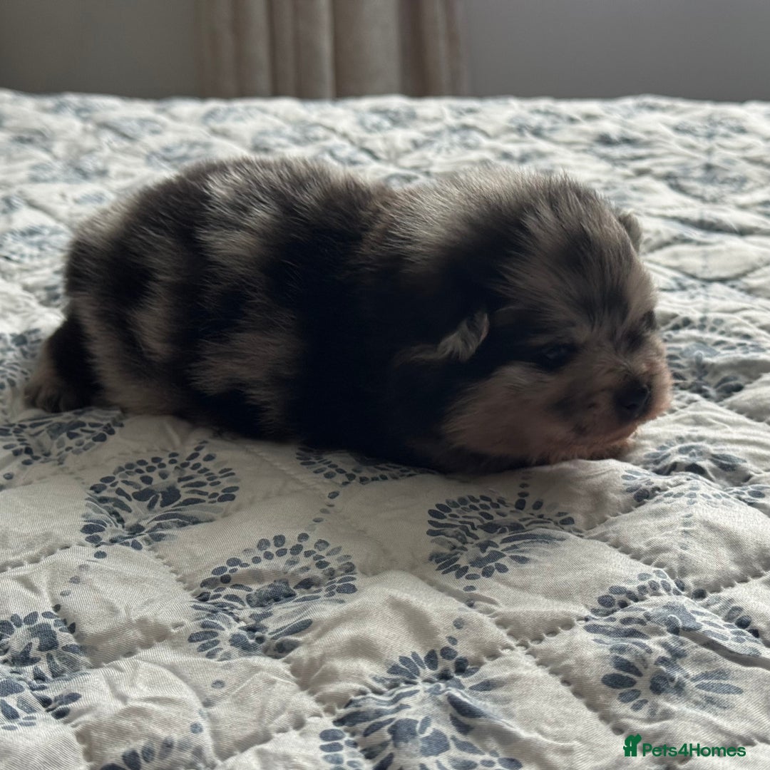 Pomeranian dogs for sale: Four adorable fluffy Pomeranian puppie - Image 11