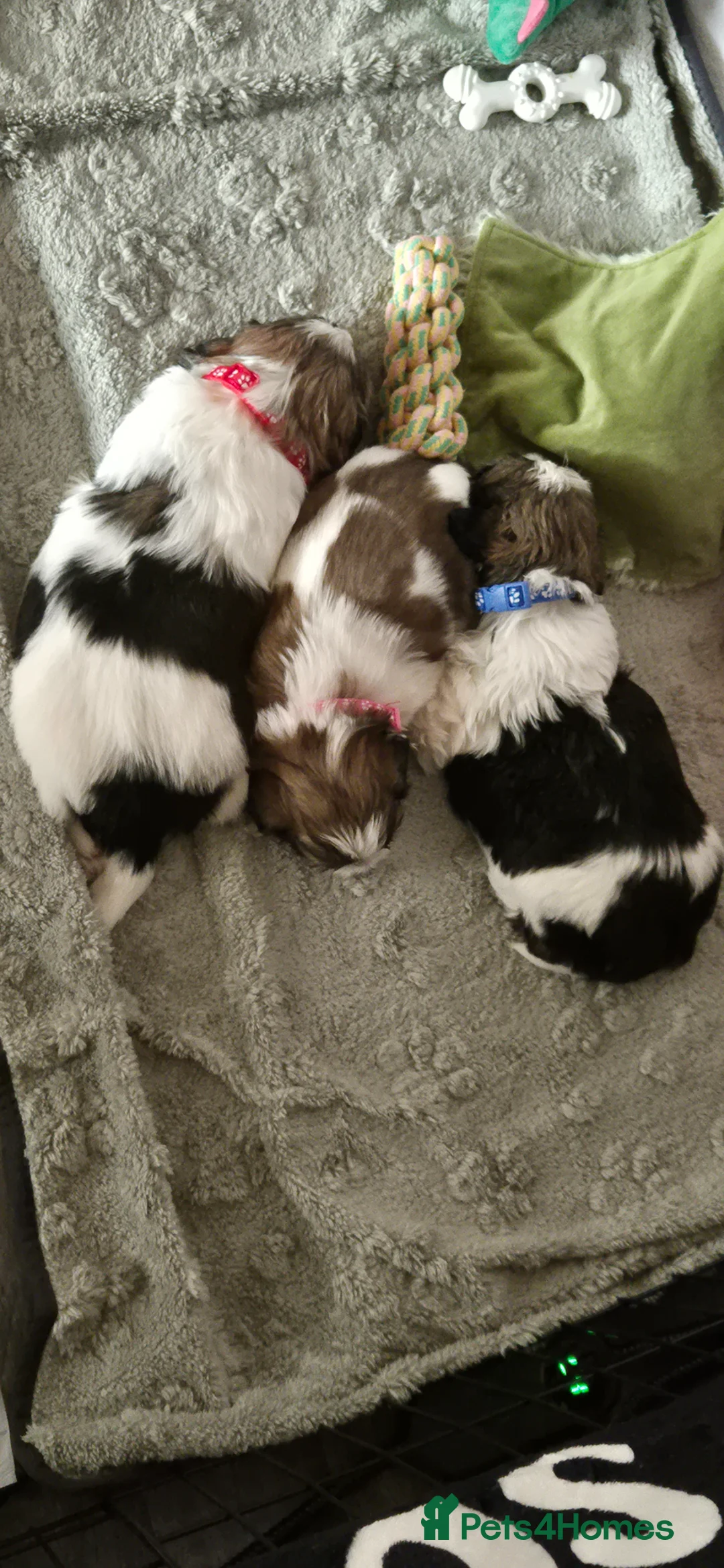 Shih Tzu dogs for sale: Cherry 🍒 and Blue 💙gorgeous Shih tzus 🐶 in Leicester - Advert 12