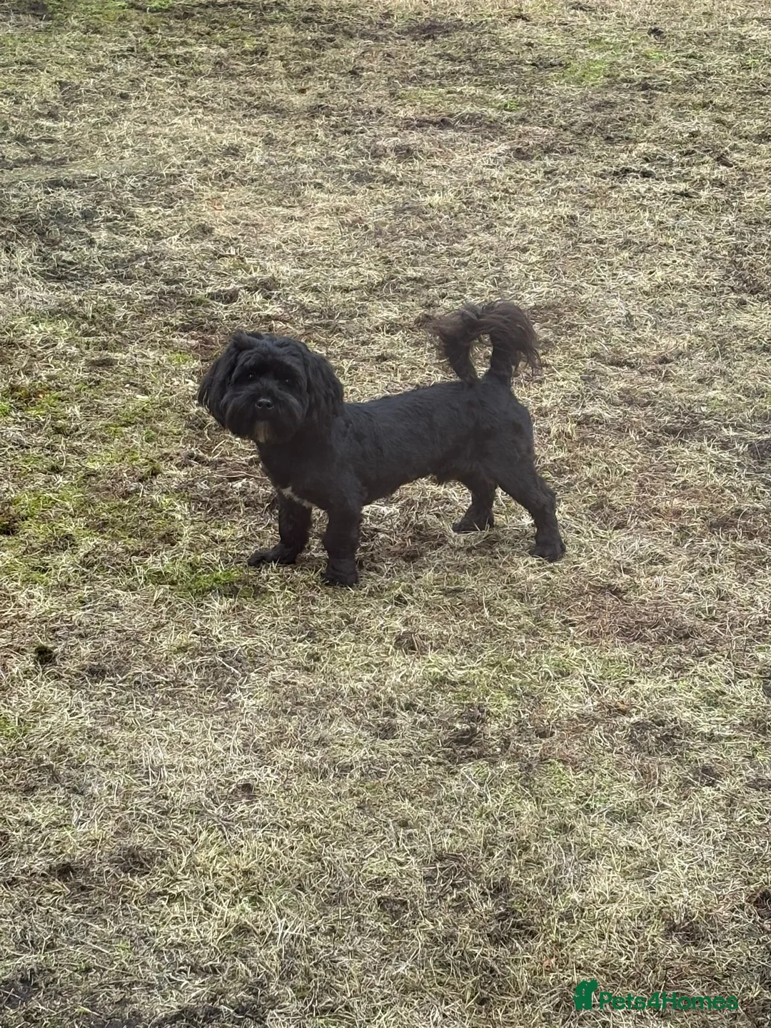 Mixed Breed dogs for sale: 6-Month-Old Lhasa Apso x Shih Tzu for a 4ever Home - Advert 6