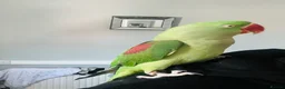 Parrots birds for sale: Baby hand tame Alexandrian Parrot  in Uttoxeter - Advert 3