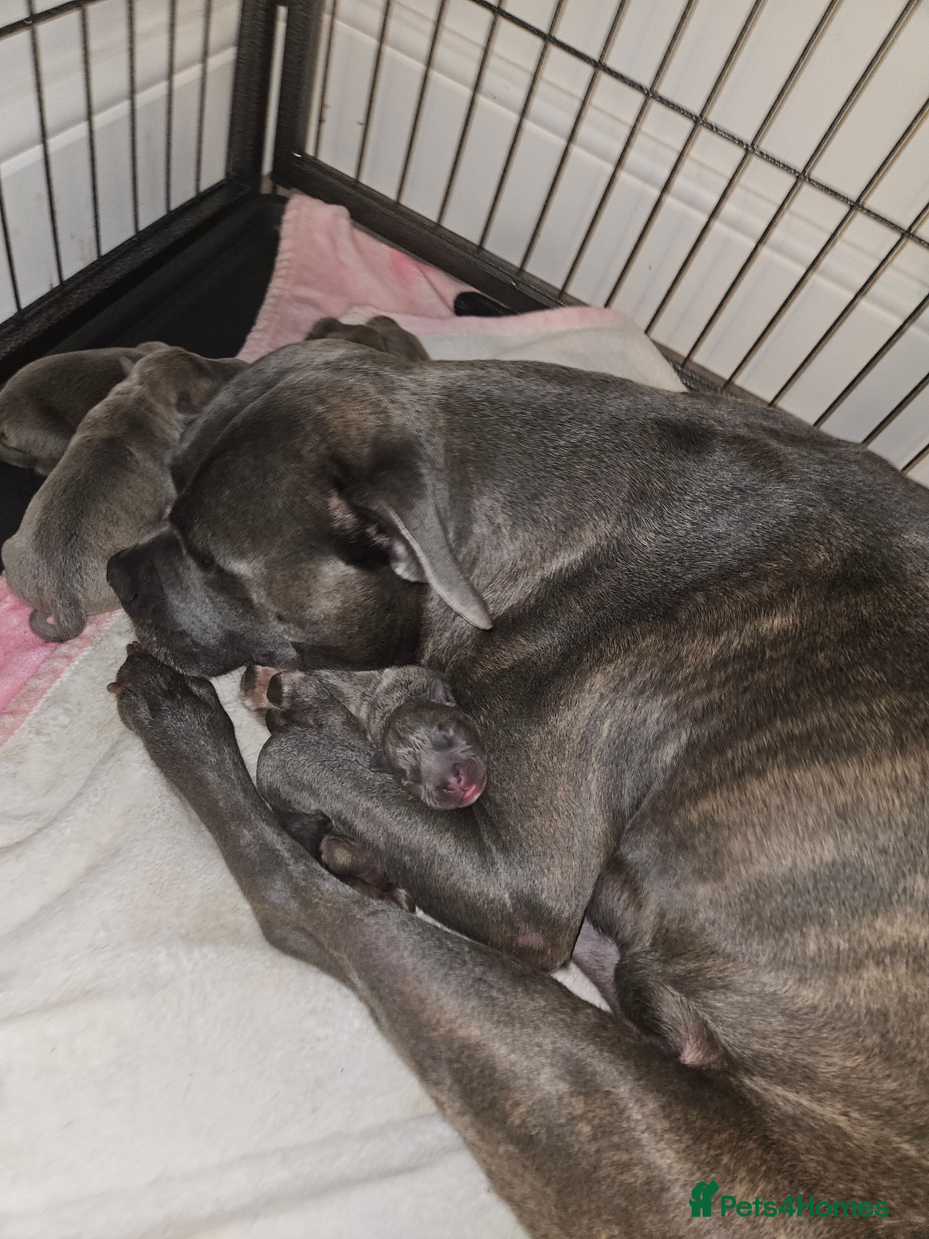 Staffordshire Bull Terrier dogs All pups have found new homes❤️❤️❤️ - Advert 18