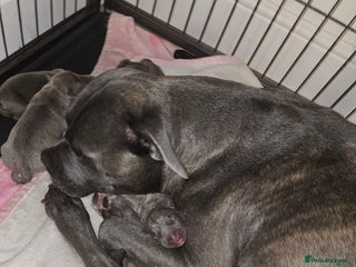 Staffordshire Bull Terrier dogs Beautiful staffordshire bull terrier puppies - Advert 3