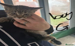 Mixed Breed cats for sale: Kittens for sale  - Image 10