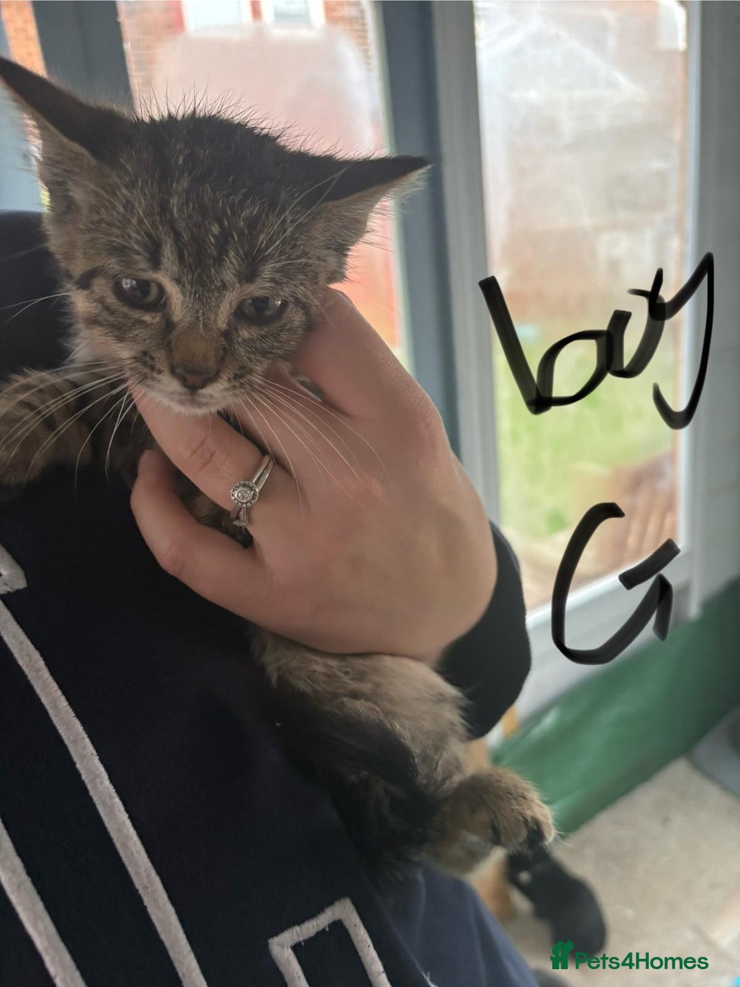 Mixed Breed cats for sale: Kittens for sale  - Image 10