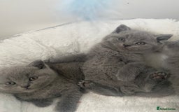 British Shorthair cats for sale: Gccf reg blue bsh kittens active - Image 11
