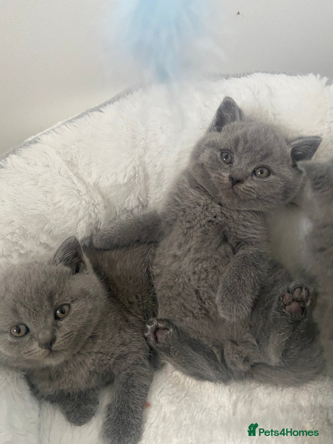 British Shorthair cats for sale: Gccf reg blue bsh kittens active - Image 11