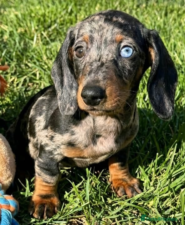 Miniature Dachshund dogs Beautiful Dachshund Puppies  - Advert 3