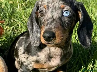 Miniature Dachshund dogs Beautiful Dachshund Puppies - Advert 4