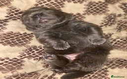 Shar Pei dogs for sale: Bear coat shar pei blue girl  - Advert 7