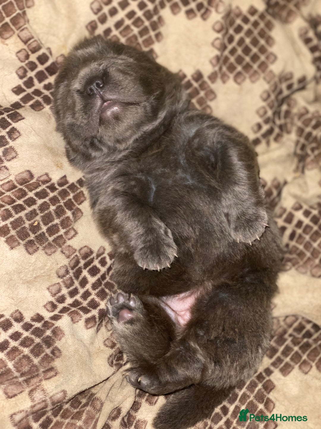 Shar Pei dogs for sale: Bear coat shar pei blue girl  - Advert 7