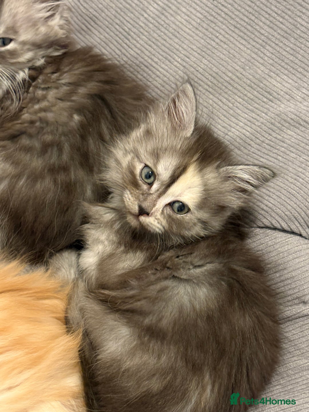 Mixed Breed cats for sale: Stunning Maine coon x Scottish Fold kittens - Advert 10