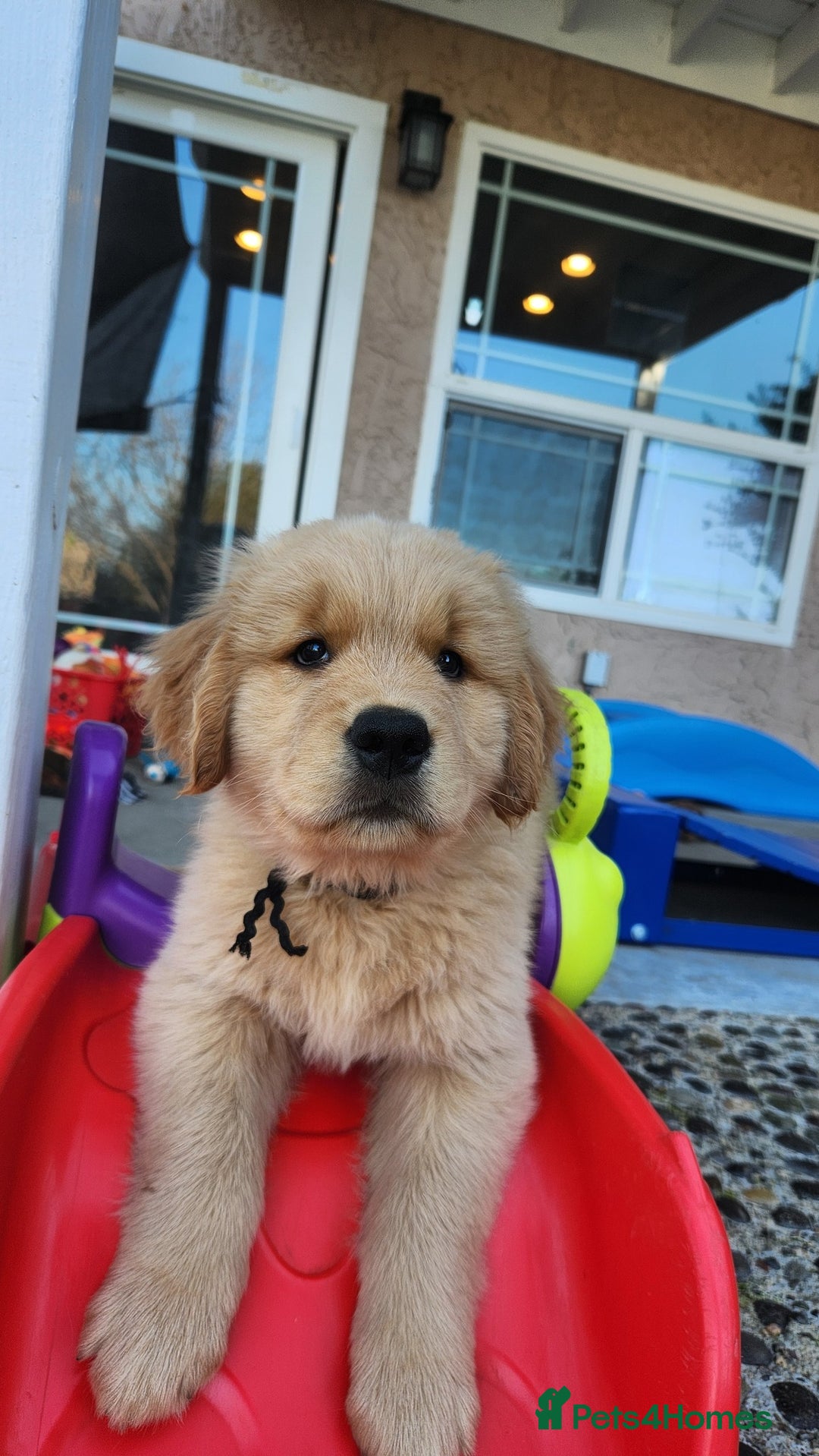 Golden Retriever dogs for sale: Home Coming Golden Retrevier Puppies. - Image 3