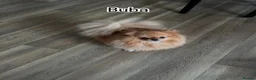 Pomeranian dogs for sale: Show quality Pomeranians girls kc registered - Advert 21
