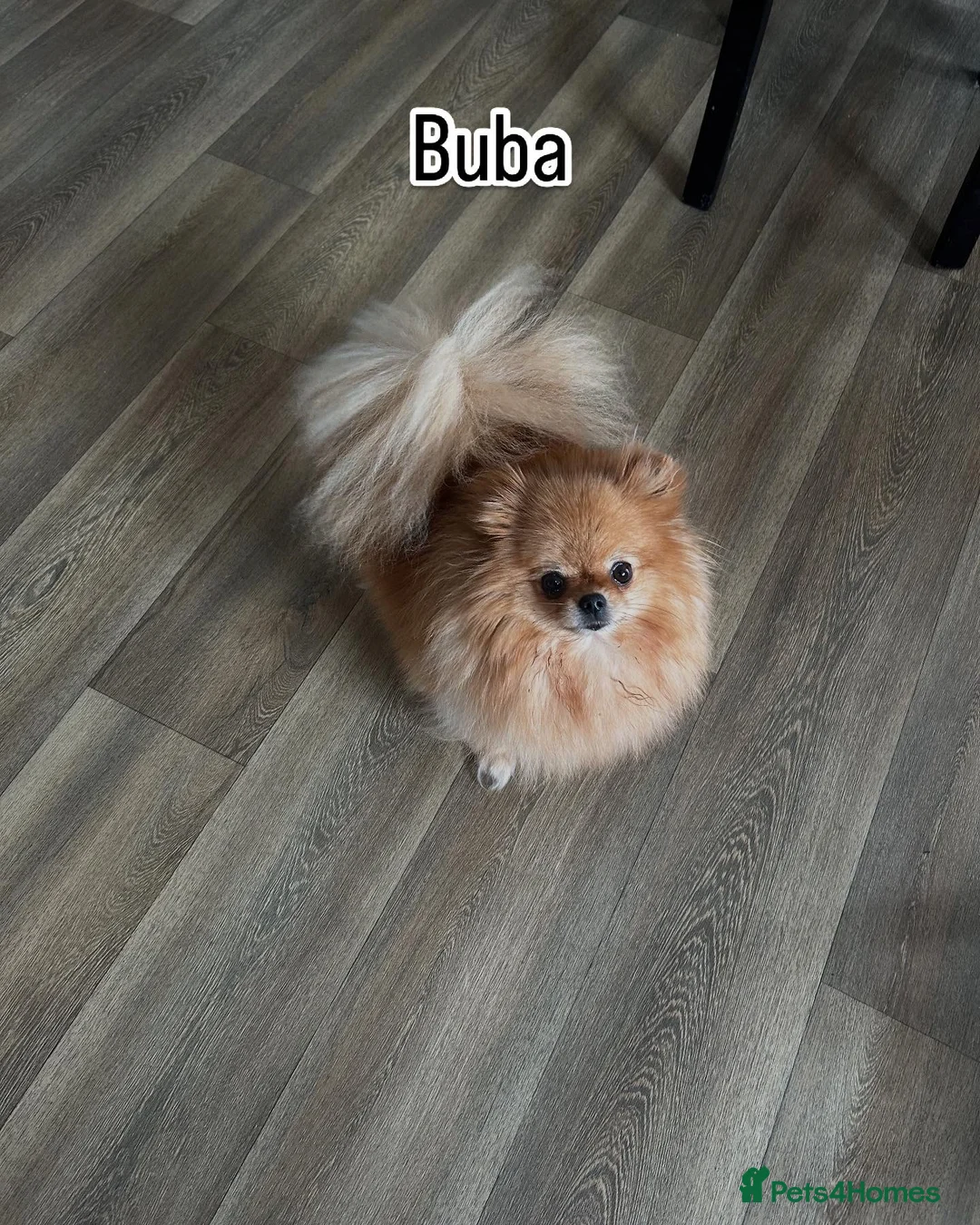 Pomeranian dogs for sale: Show quality Pomeranians girls kc registered - Advert 21