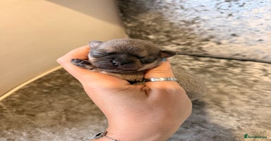 Chihuahua dogs - Advert 5