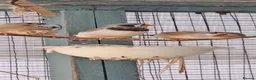 Finches birds for sale: Finches - Advert 4