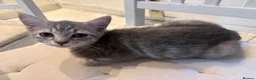Mixed Breed cats for sale: 1 Scottish straight x fold & 1 domestic litter 🐈 - Advert 13