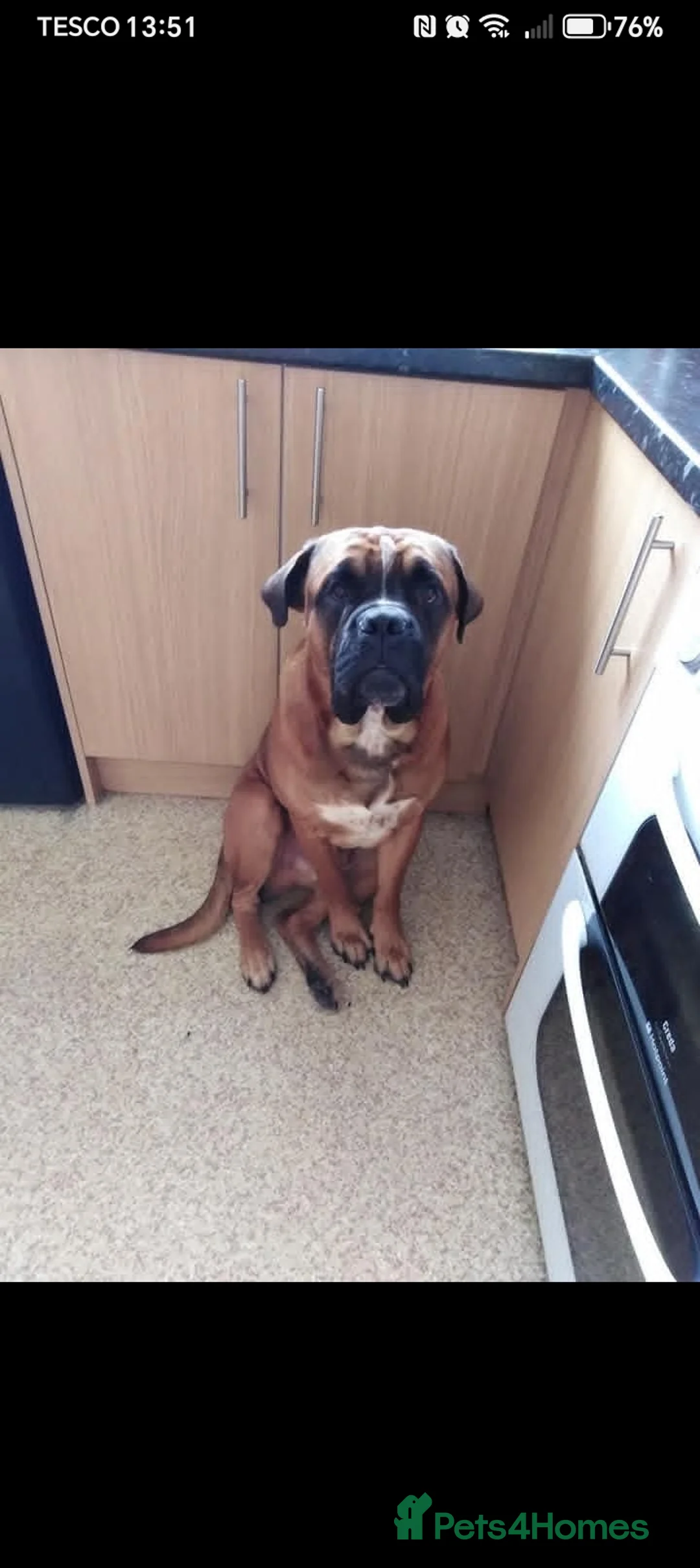 Bullmastiff dogs for stud: Male bullmasstiff cross  - Advert 1