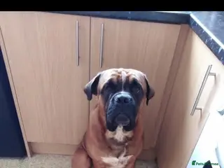 Bullmastiff dogs Male bullmasstiff cross - Advert 2