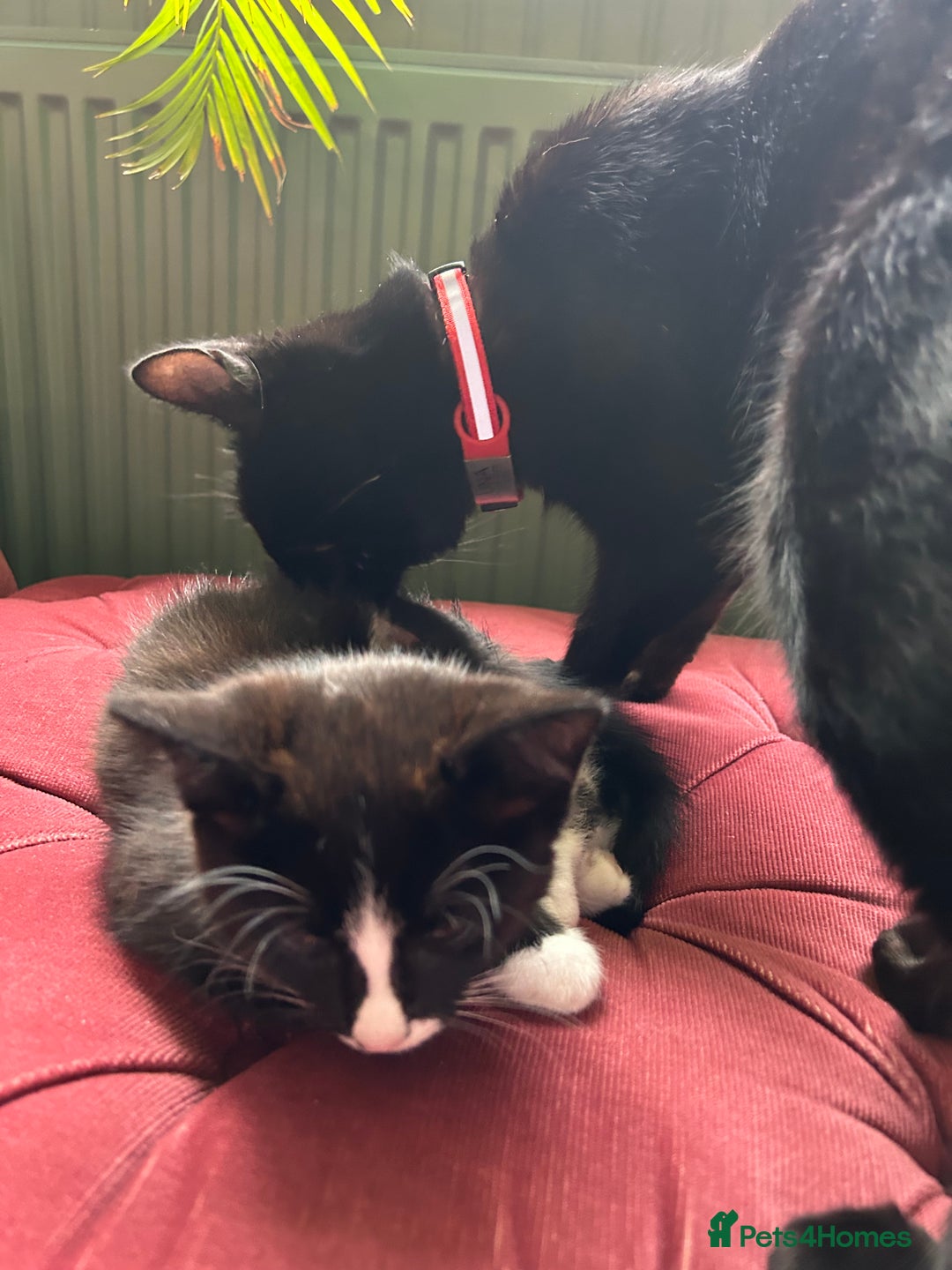 Mixed Breed cats for sale: Gorgeous, playful little kittens - Advert 12